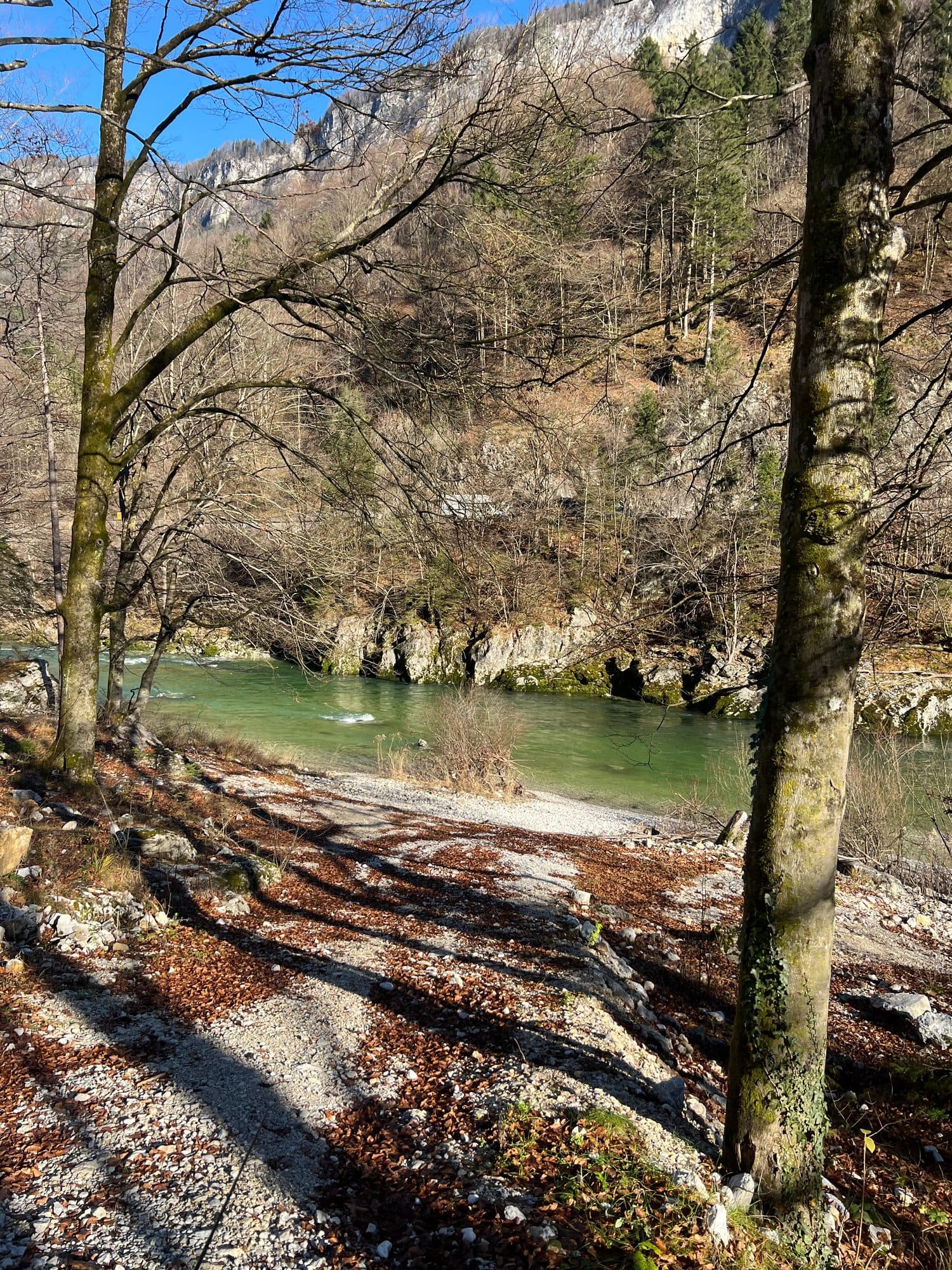 A mossy, tree-lined bank dropping into clear green water