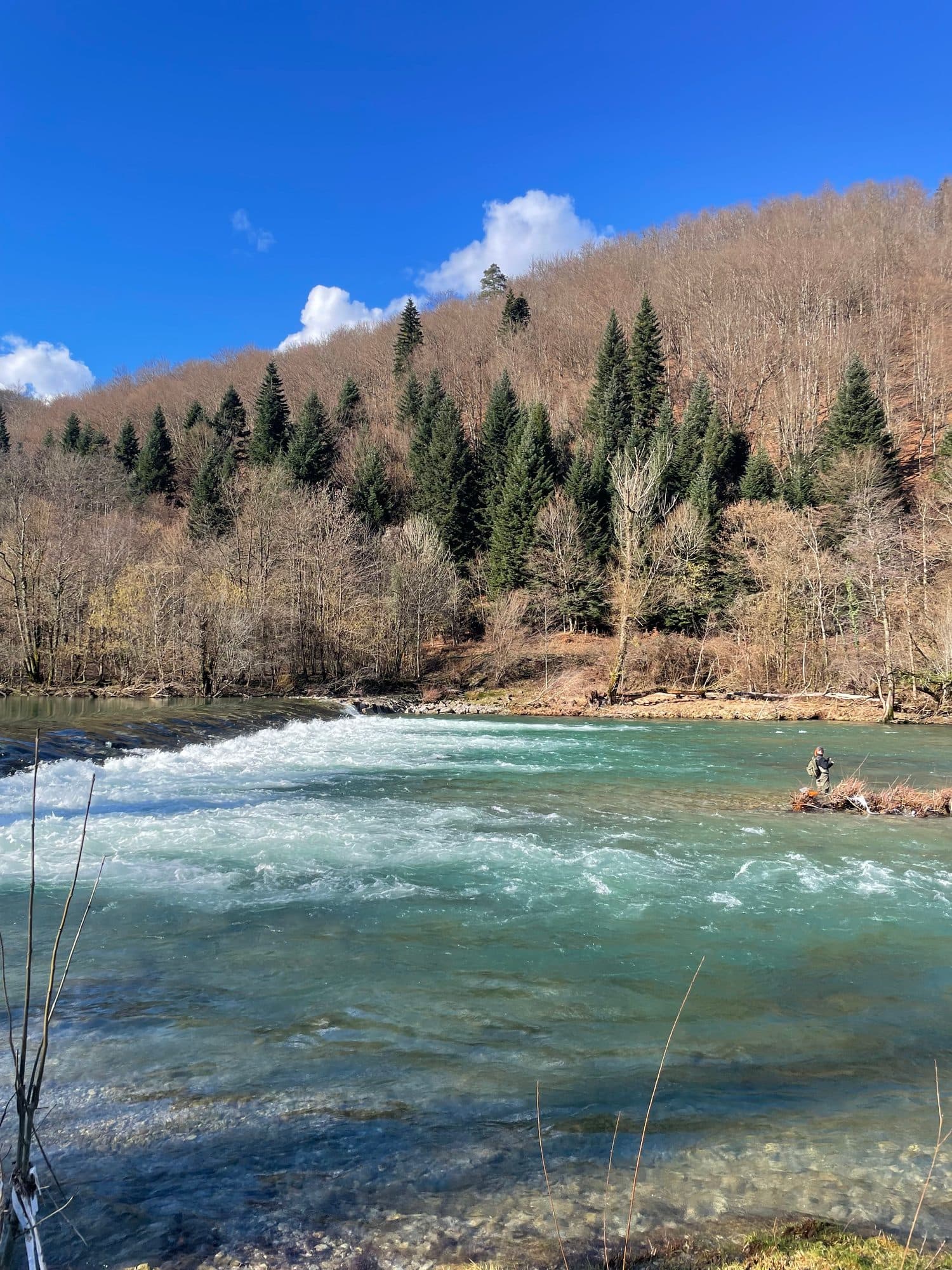 Broad rapids running past a conifer-lined bank