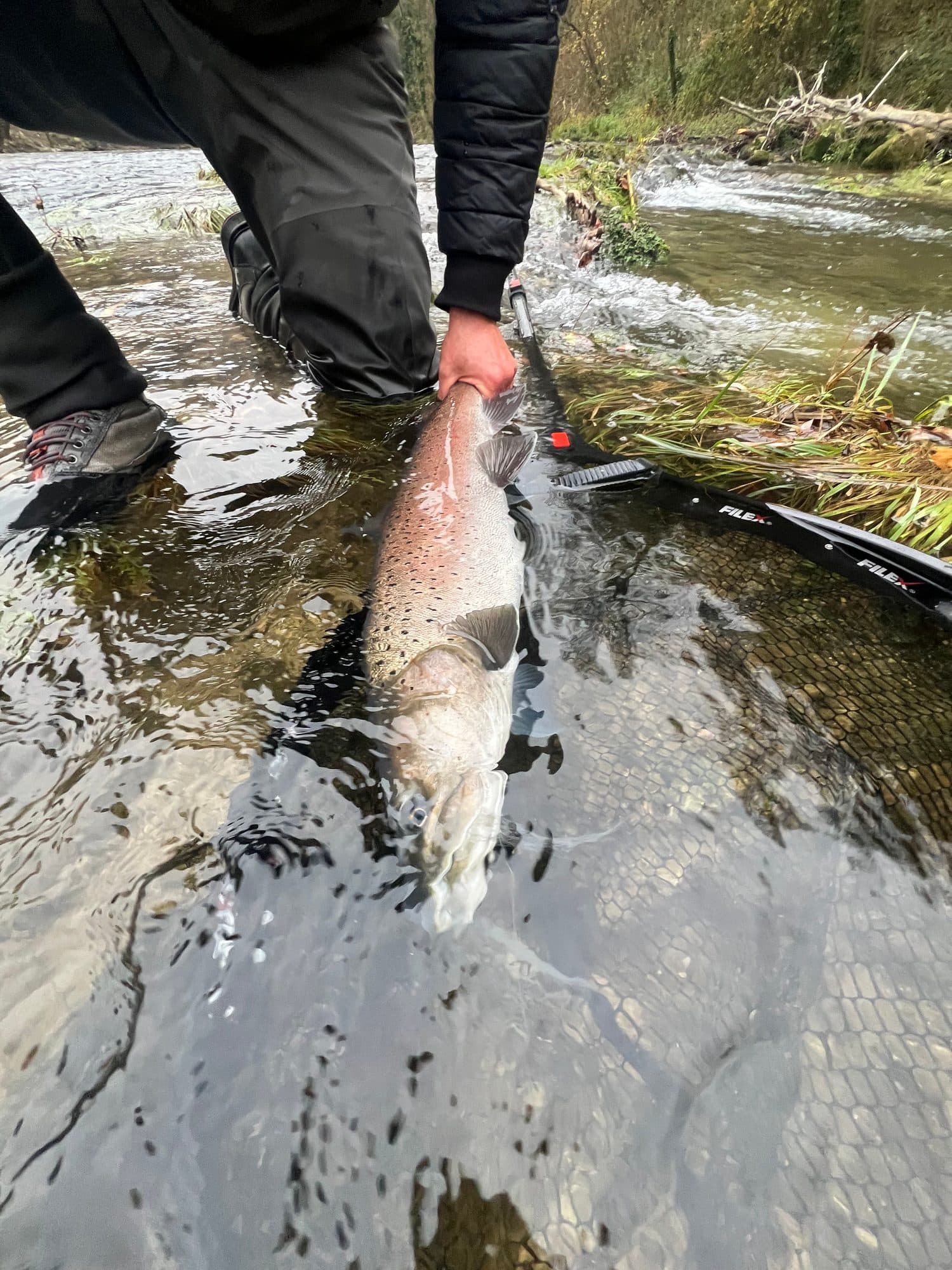 Close-up of a trout's tail held just above the surface
