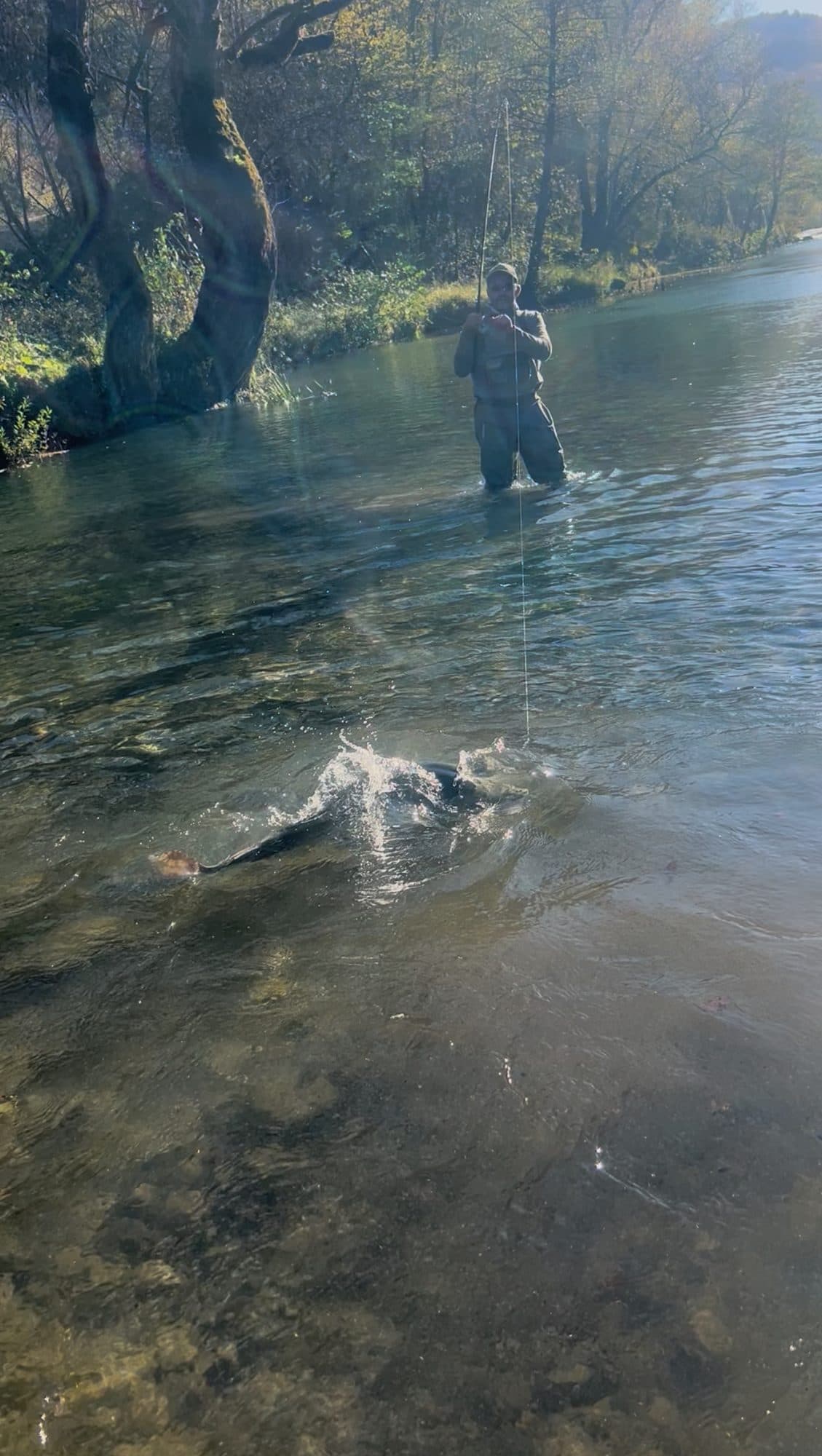 A hooked fish thrashing at the surface on a tight line