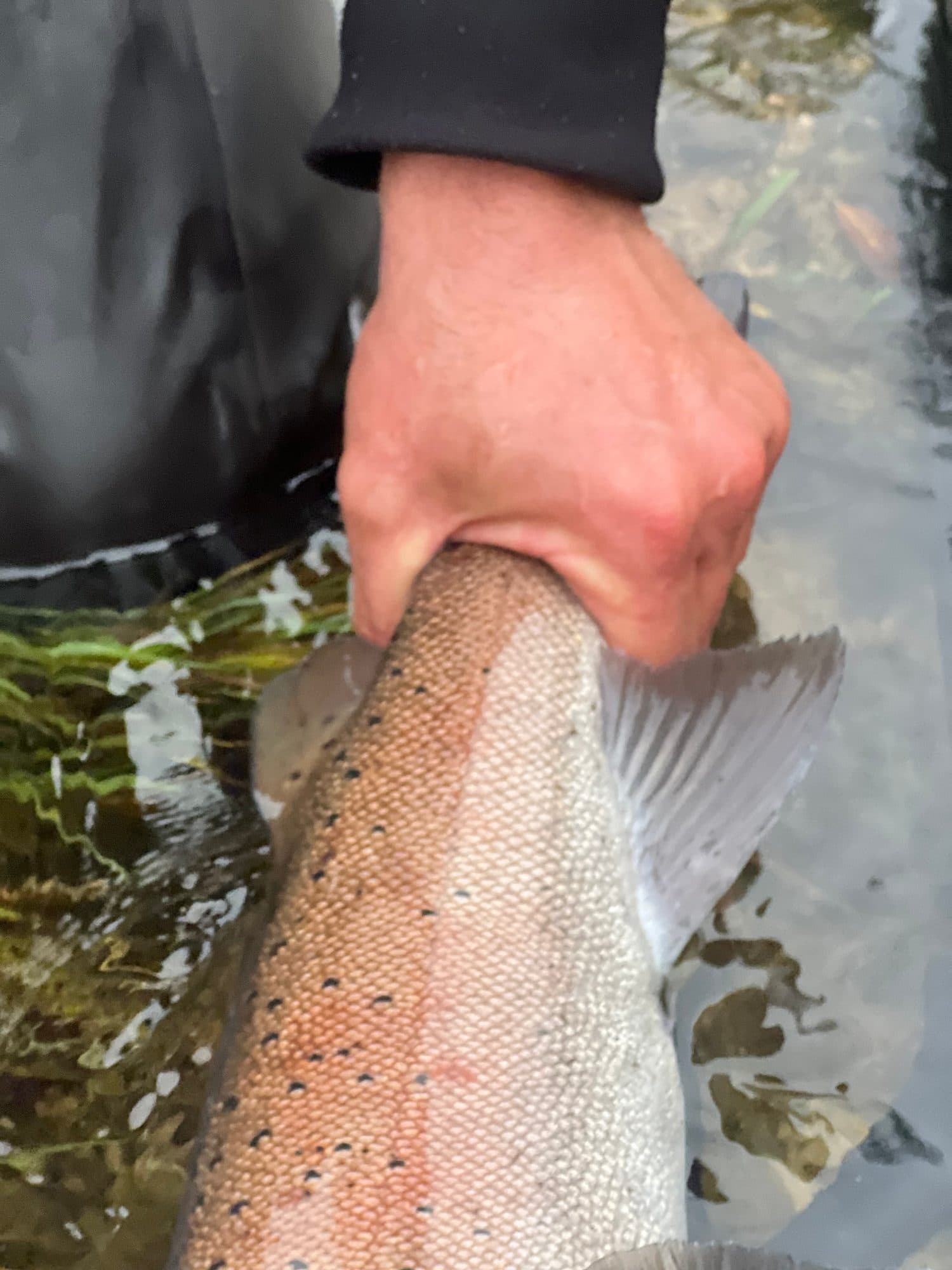 Close-up of a huchen's pale flank as it's lifted from the water