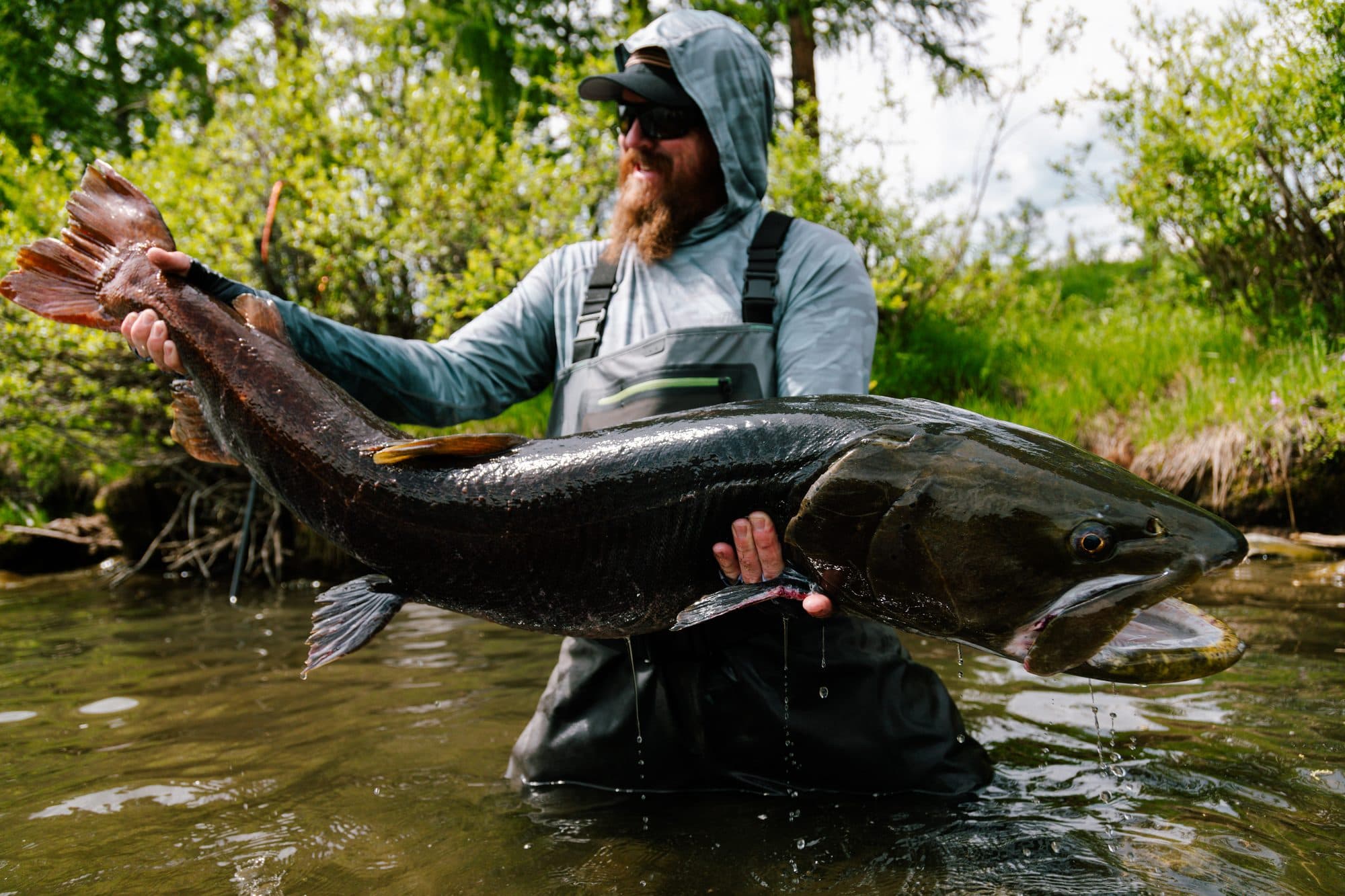 Angler holding a giant taimen in the Mongolian river