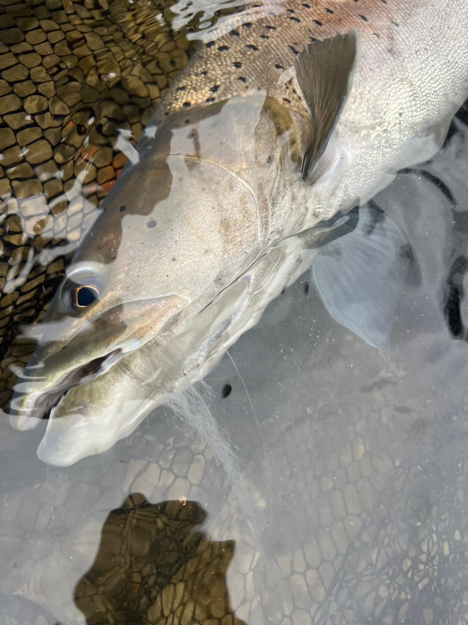Two anglers spread out across a wide river run