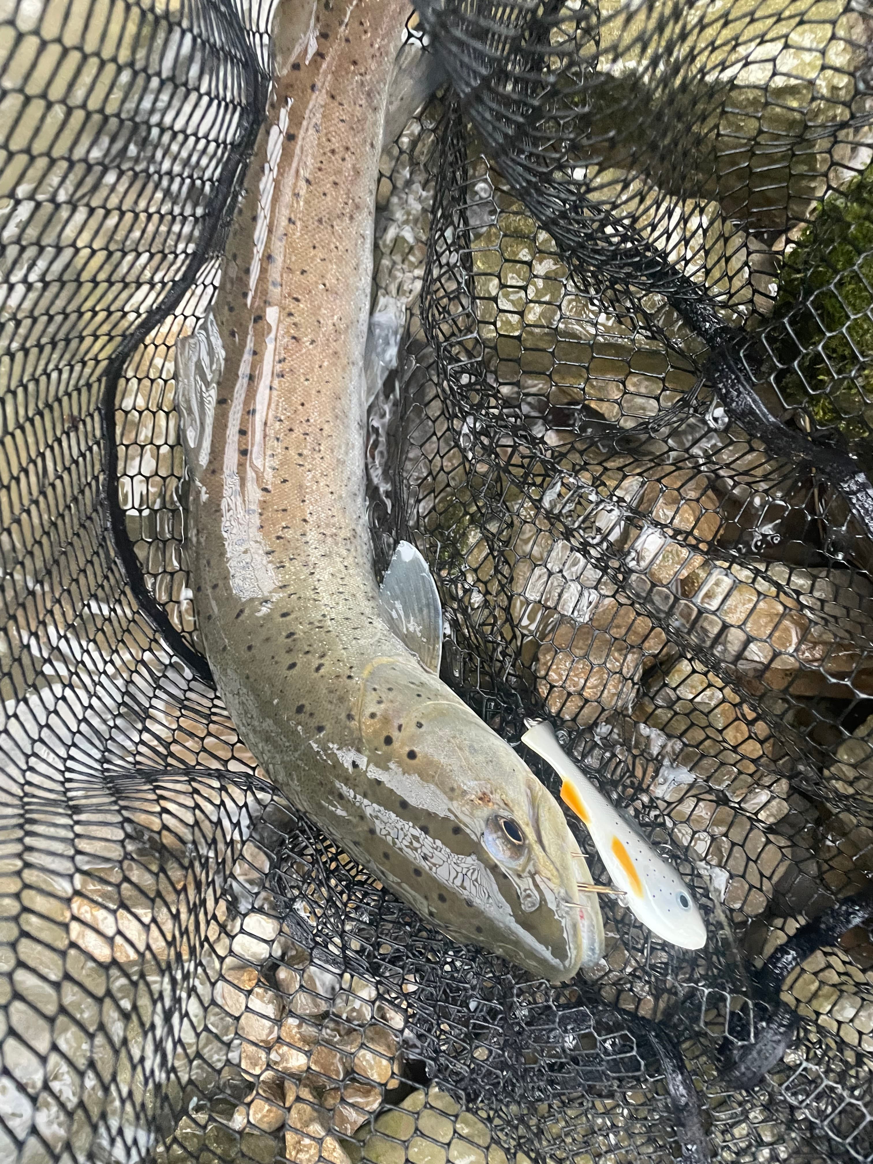Wild huchen in the net next to the streamer fly that caught it